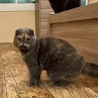 قطط سكوتش فولد مستوى عالي