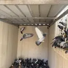 طرح اليوم وكل يوم الحمدلله والزوج على 14