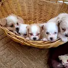 لا تفوتكم ...جراء انتاج رهيب