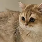 سكوتش ذكور للبيع العمر 6شهور