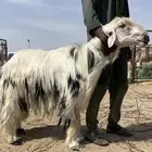 فحل مشروط
