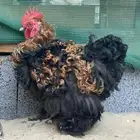 دجاج كوشن مفتل