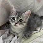 كيتن للبيع