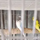 جوزين عصافير بادجي