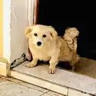 كلاب مالتيز لون ذهبي نادر وابيض مخلوط اسود وبني