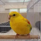 ذكر براكيت الليف 450 ريال