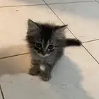 قطط للبيع