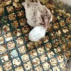 فرخ   روز البينو