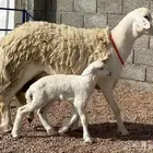 حريه خلفه صنف منوة ألقاني(تم البيع)