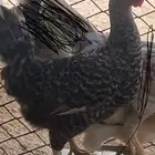 دجاجه تركيه