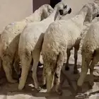 ذبايح طيبة جذعان بالزلفي مع التوصيل