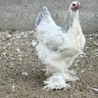 دجاج براهما