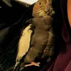 كروان مفقود في وادي قناه