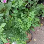 زراعة الأحواض