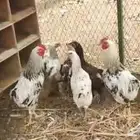 ديوك اكل للبيع بريده