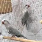 زوج ببغاء كويكر منتج ( تم البيع )