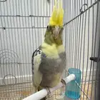 ذكر كروان كوكتيل مع القفص والاكل