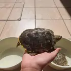 سلحفاتين للبيع