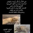 قط سكوتش للتبني