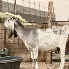 عنز مضرع