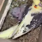 انثى ببغاء كروان منتجه ( 350 ريال )