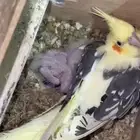 انثى ببغاء كروان منتجه ( تم البيع )