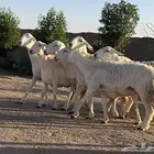 حريات صنف منوة ألقاني(تم البيع)