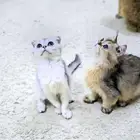 كتن سكوتش فولد وستريت الحبتين ب 400