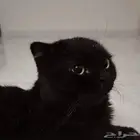 للتبني سكوتش فولد