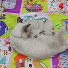 قطط للمبادلة باكل قطط