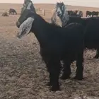 تيوس عوارض