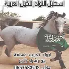 ايواء خيل وتدريب وعسافه ورحلات على طريق الرياض الدمام