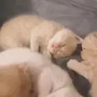 قطط صغيرة كتن