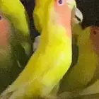 عصافير روز بي 150