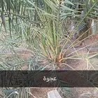 نخل مثمر للبيع