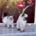 قطط سيامي