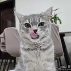 قط للتبني