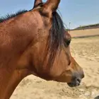 مهره شو فاخره بخميس مشيط