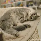 قط سكوتيش ستريت للبيع