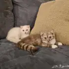 للبيع ذكر وانثى سكوتش