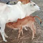 بقره منتوج للبيع