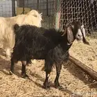 معزا فيها حليب