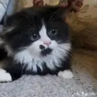 قط سكوتش فولد للبيع ذكر