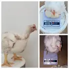 دجاج لاحم اوزان