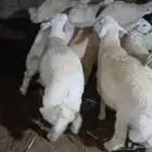 خرفان حري يوجد لدينا صلخ وتوصيل لجميع مناطق جيزان
