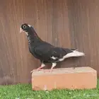 حمام قطيفي قندي