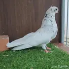 قطيفي دخاني