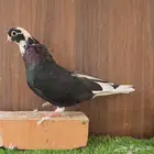 طبات قطيفي قندي