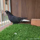 ذكر قطيفي خرش