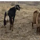 تيوس عوارض قاطعةوصف
